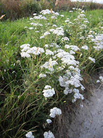 Achillea millefolium